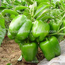 SP15 No.602 f1 hybrid green bell pepper seeds, different types of bell pepper seeds for sale